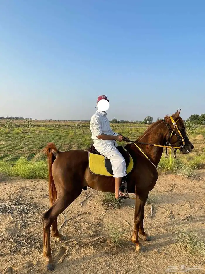خيل واهو اوراق 1