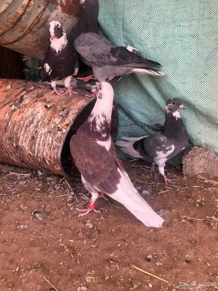 للبيع حمام 1