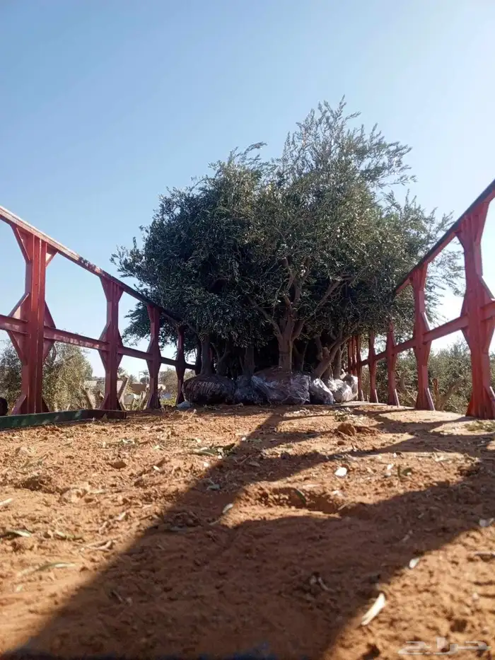 يوجد لدينا جميع انواع الأشجار التوصل علا 7