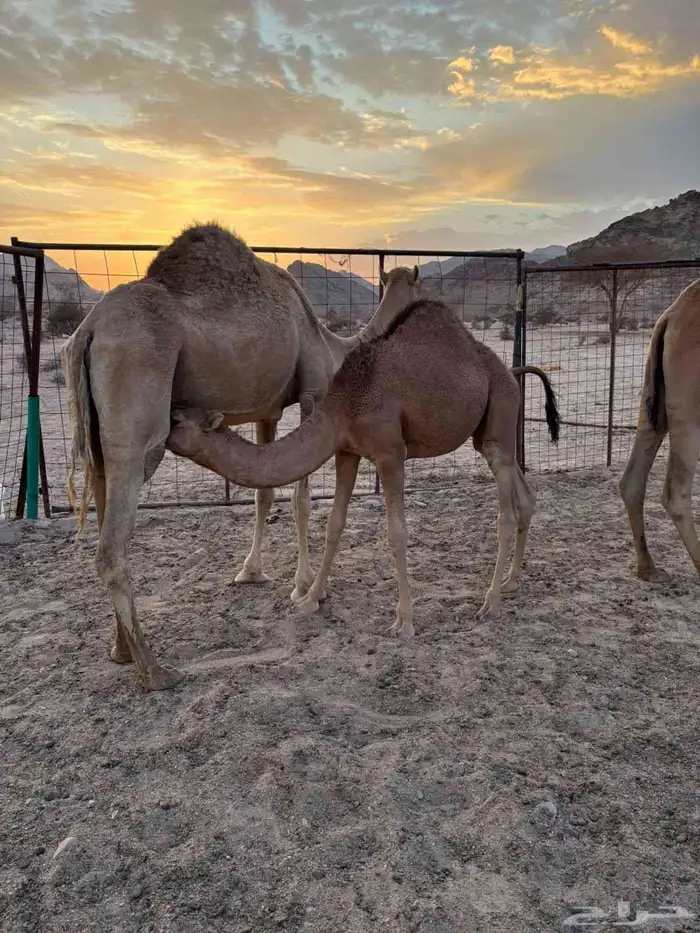 3 نياق خلفات وسم واحد تم البيع 0