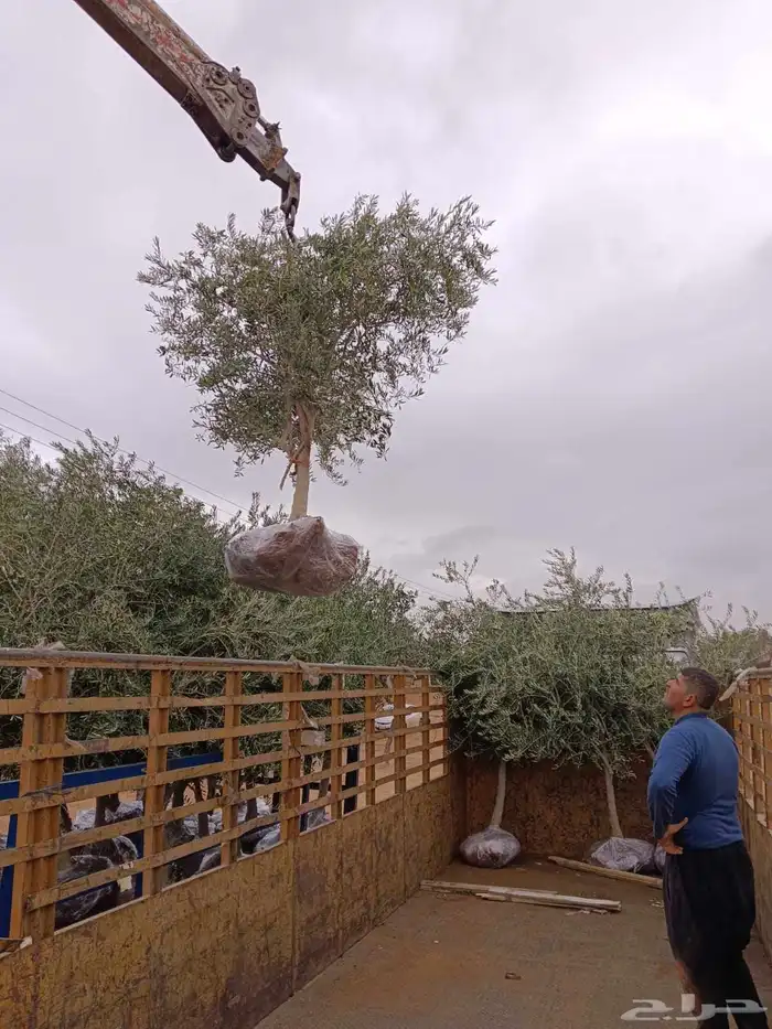 يوجد لدينا جميع انواع الأشجار التوصل علا 6