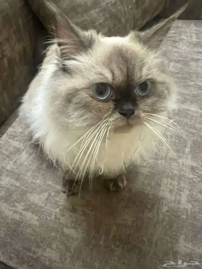 قطة سيامي للتبني العاجل 0