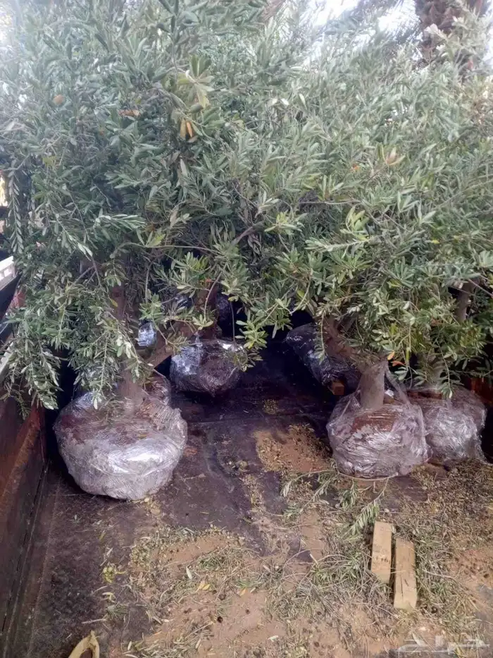 يوجد لدينا جميع انواع الأشجار التوصل علا 8