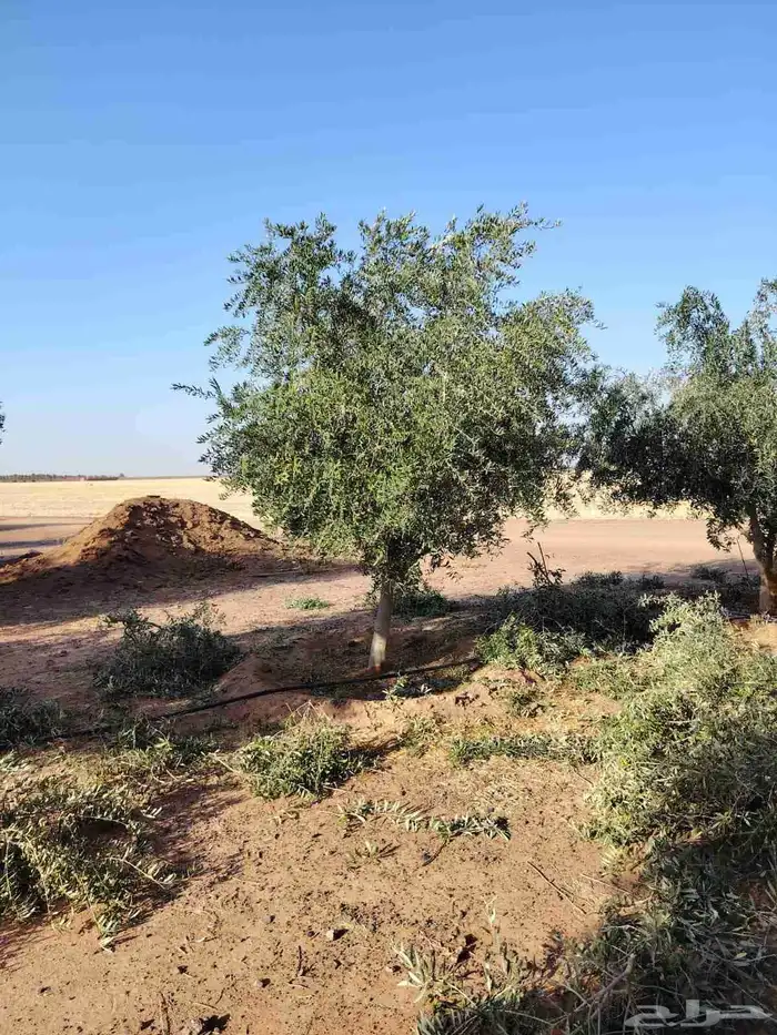 يوجد لدينا جميع انواع الأشجار التوصل علا 1