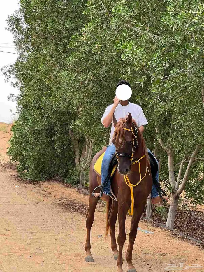 خيل واهو اوراق 0