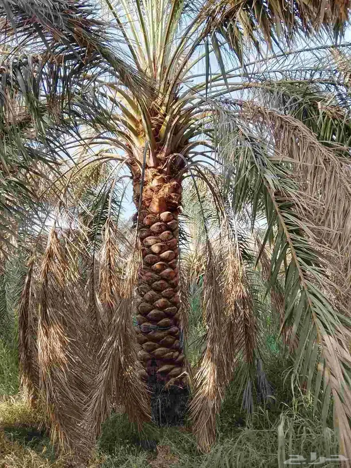 نخيل جثايث للبيع 5