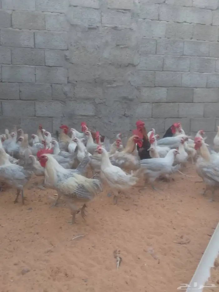 للبيع دجاج فيومي المنيوم بياض 1