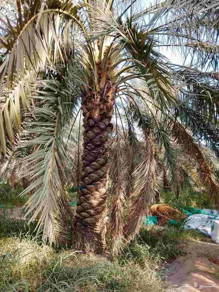 فسائل وجثايث درجه اولى 13