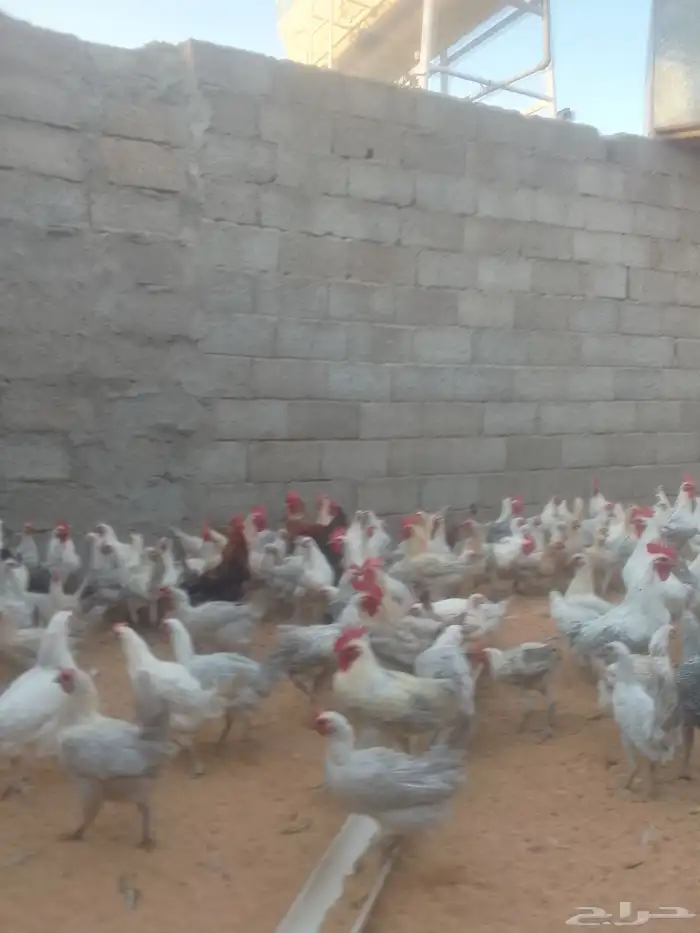 للبيع دجاج فيومي المنيوم بياض 2