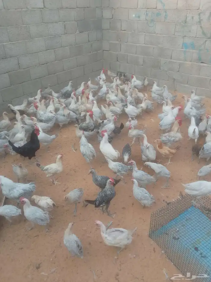 للبيع دجاج فيومي المنيوم بياض 0