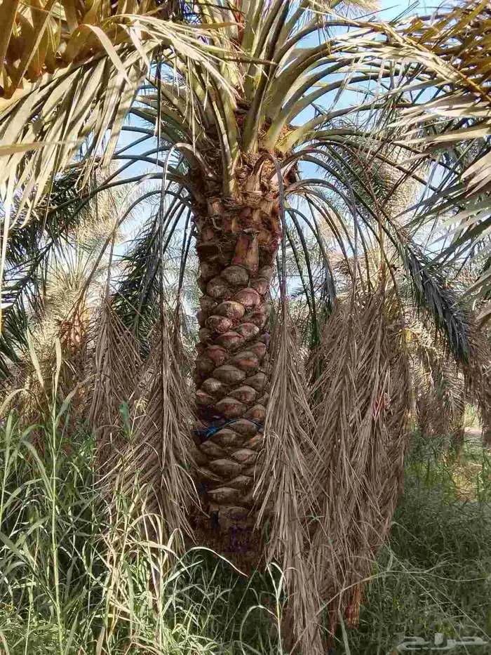 فسائل وجثايث درجه اولى 10