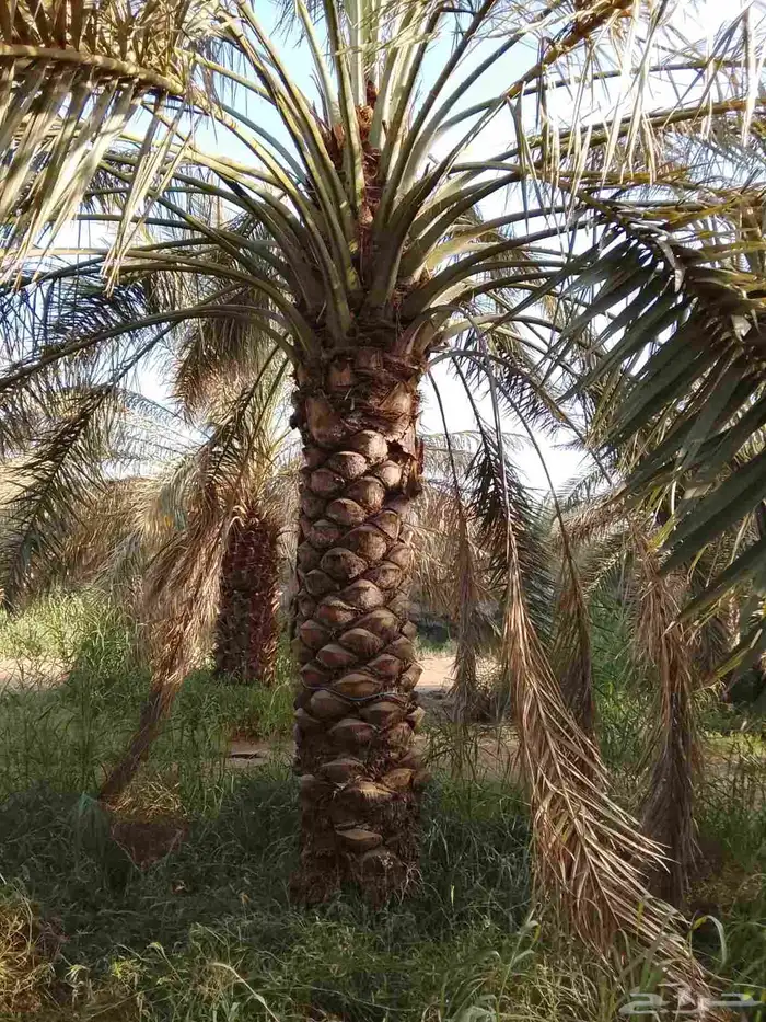 فسائل وجثايث درجه اولى 15