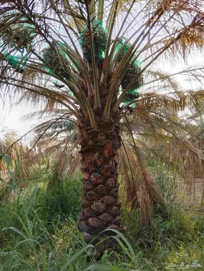 فسائل وجثايث درجه اولى 17