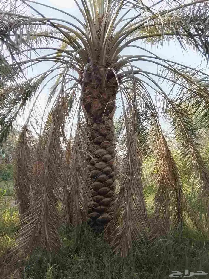 فسائل وجثايث درجه اولى 18