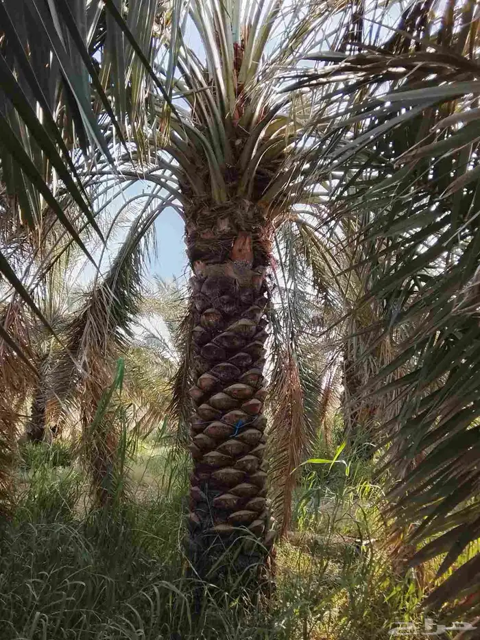 نخيل جثايث للبيع 2