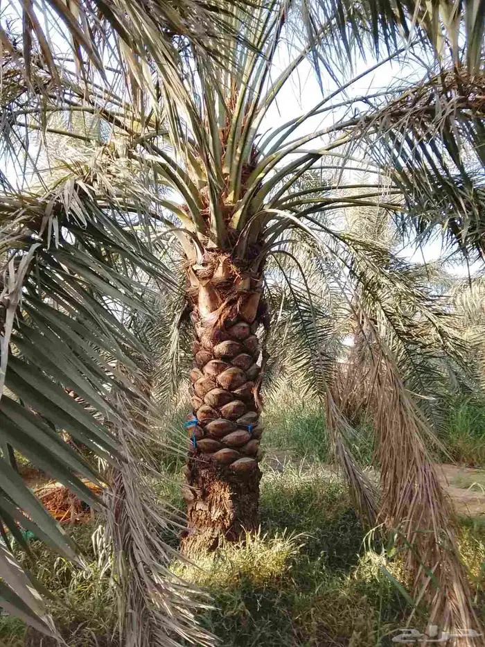 نخيل جثايث للبيع 4