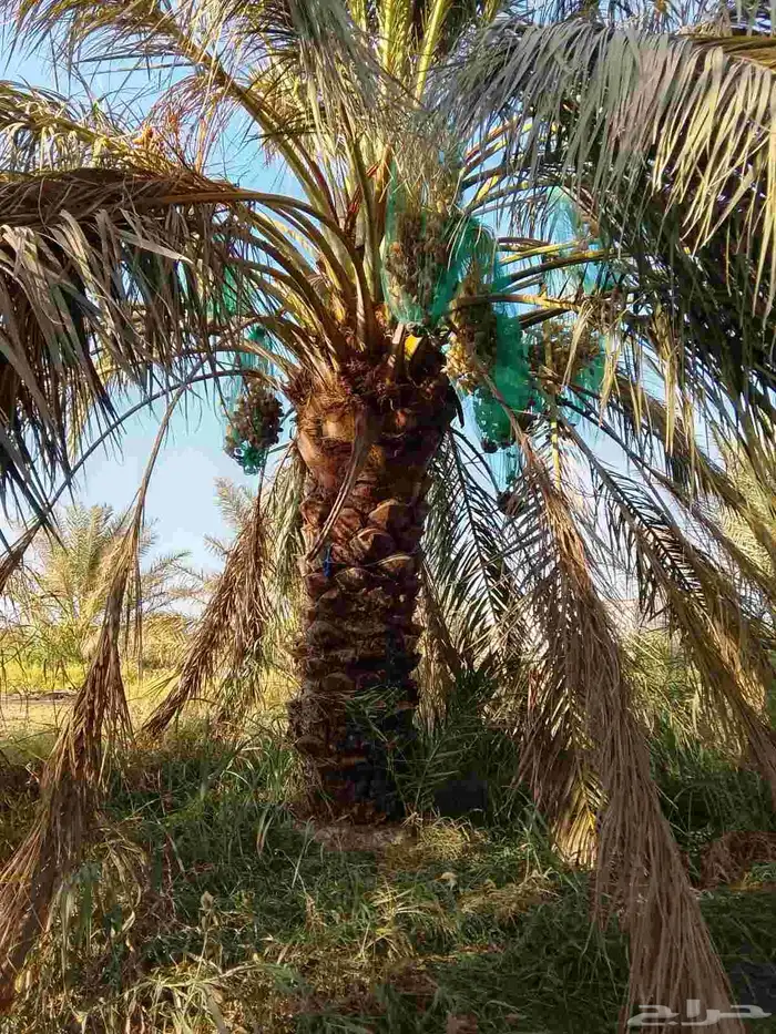 نخيل جثايث للبيع 9