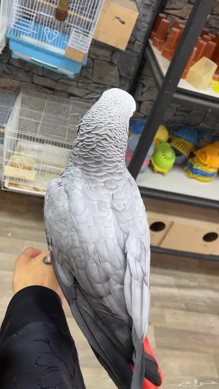 ببغوات للبيع 6