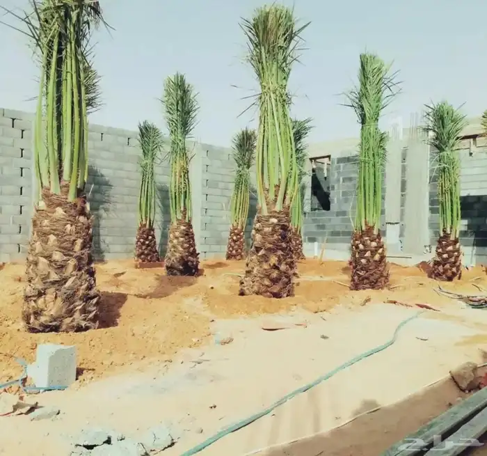 يوجد لدينا جميع انواع النخيل 8