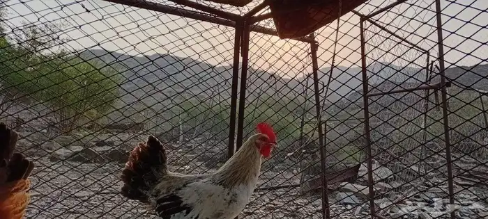 للبيع دجاج فرنسي 1