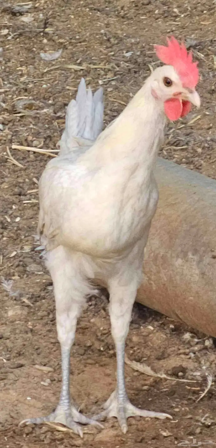للبيع ديكه فيومي 1