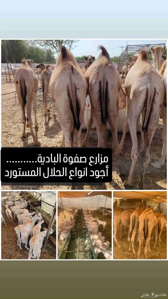 للتجار والملاحم متوفر لدينا حلال بأفضل الأسعار المناسبة 0