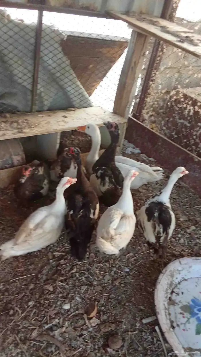 حمام باكستاني فاخر والعرض الثاني بط بلدي 4