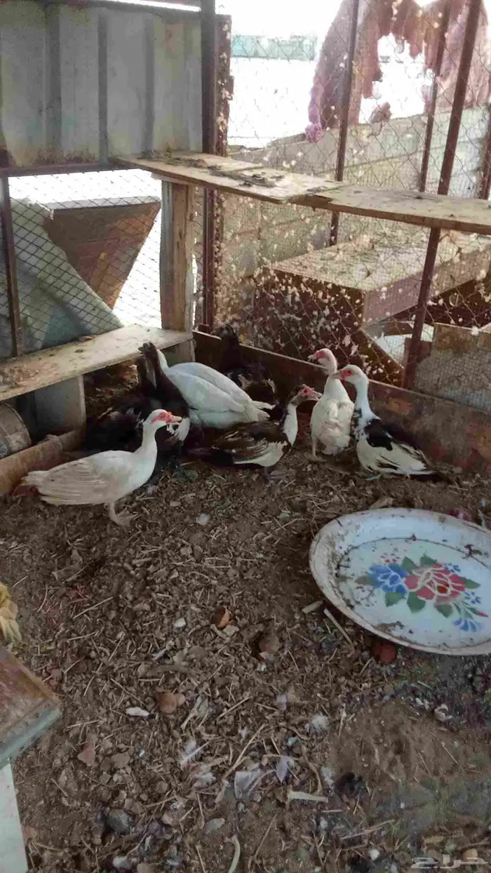 حمام باكستاني فاخر والعرض الثاني بط بلدي 5