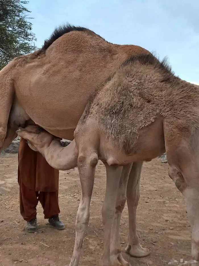 قعودين على حليب امهاتها 2