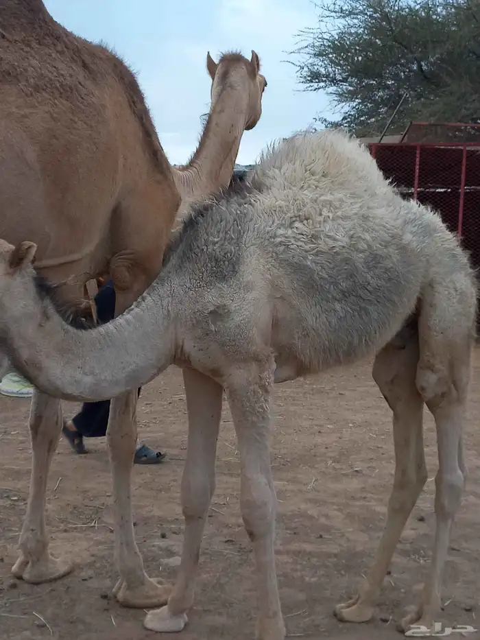 قعودين على حليب امهاتها 5