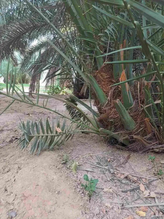 نخل مثمر جثايث 5