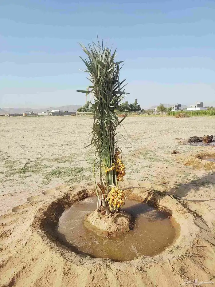 نخيل مثمره هلالي صقعي مجدول برحي سكري خلاص عجوه نبوت سيف 3