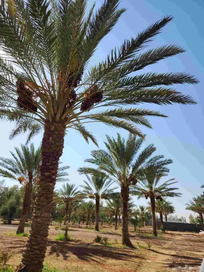 ثمر مزرعة للبيع تمر برني 0