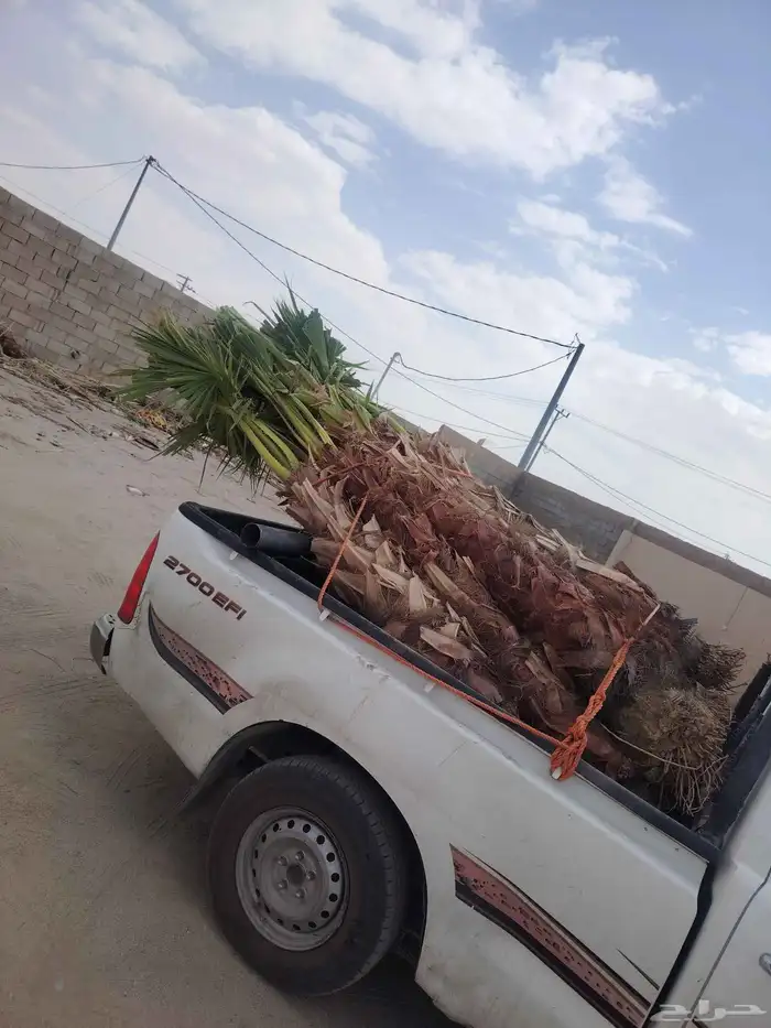 النخيل للبيع 0
