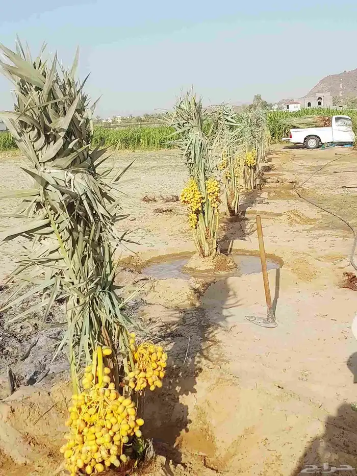 نخيل مثمره هلالي صقعي مجدول برحي سكري خلاص عجوه نبوت سيف 4