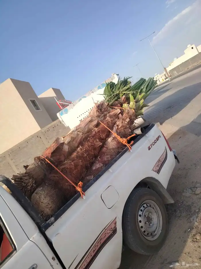 النخيل للبيع 1