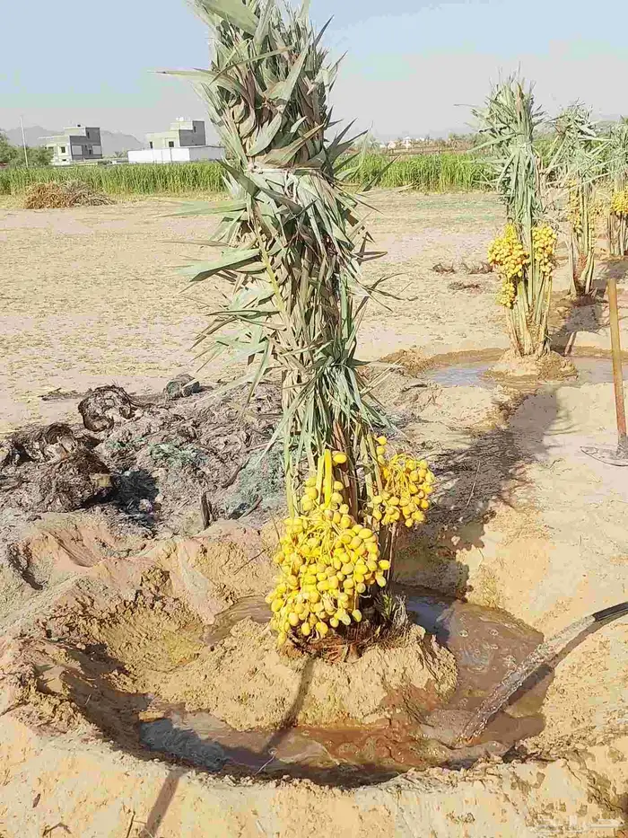 نخيل مثمره هلالي صقعي مجدول برحي سكري خلاص عجوه نبوت سيف 5