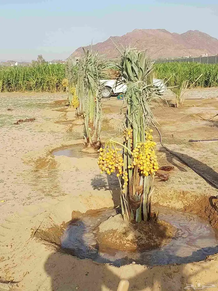 نخيل مثمره هلالي صقعي مجدول برحي سكري خلاص عجوه نبوت سيف 7