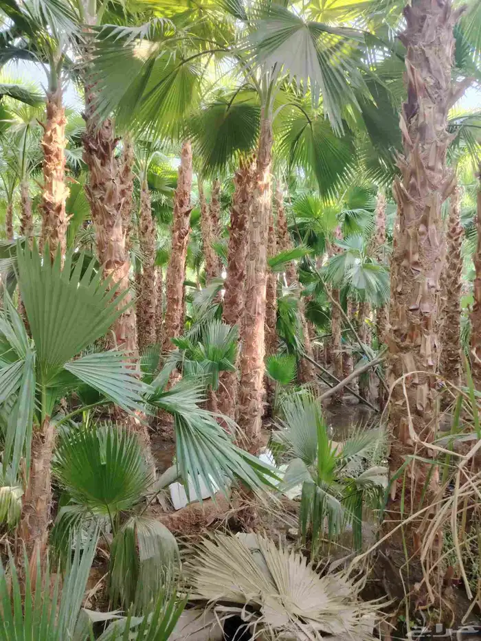 نخل واشنطني زينه 5