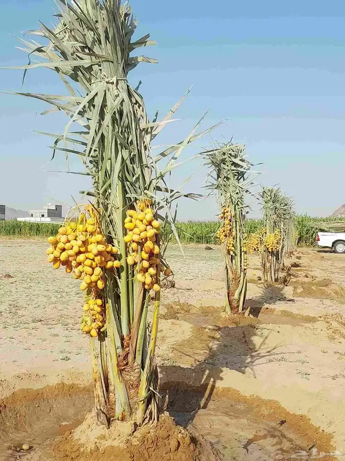 نخيل مثمره هلالي صقعي مجدول برحي سكري خلاص عجوه نبوت سيف 2