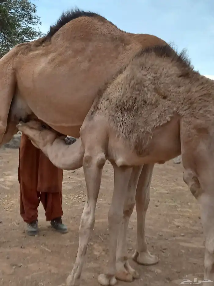 قعودين على حليب امهاتها 1