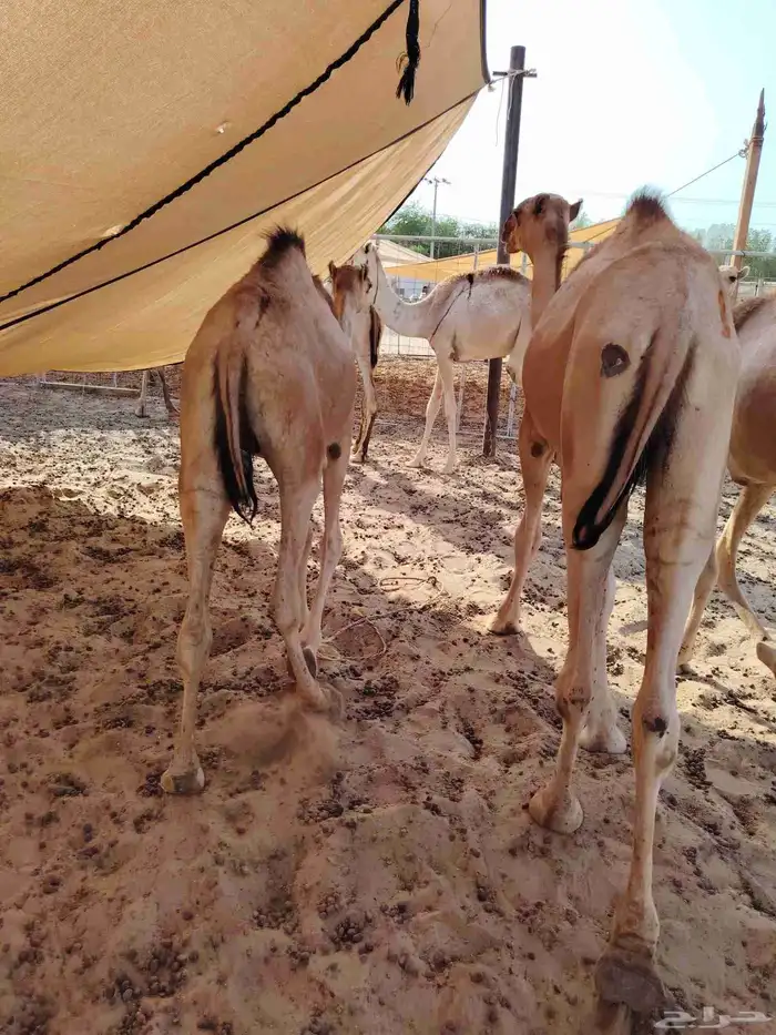 للتجار والملاحم متوفر لدينا حلال بأفضل الأسعار المناسبة 1