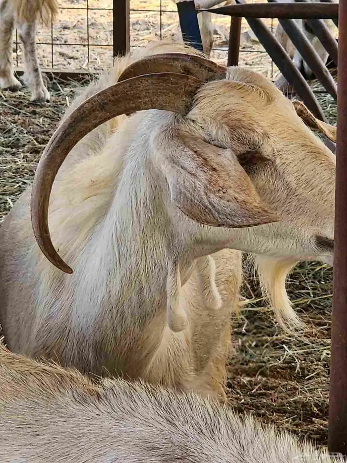 مراح ماعز مع فحلها 1