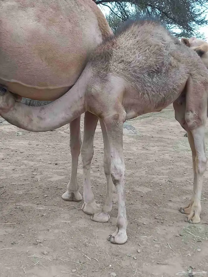 قعودين على حليب امهاتها 0