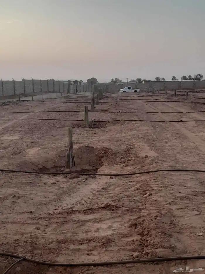 قلع وغرس ف الزلفي والغاط وتوريد جميع انواع النخيل 1