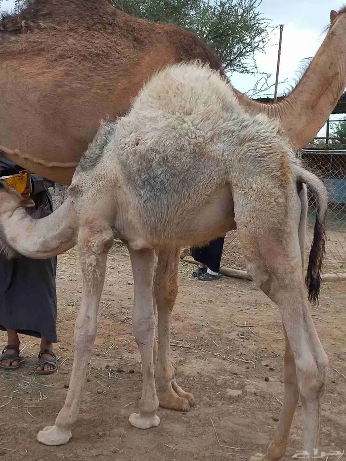 قعودين على حليب امهاتها 6