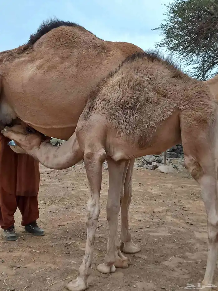 قعودين على حليب امهاتها 3