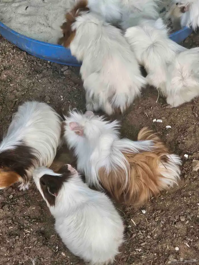 للبيع وبران 7