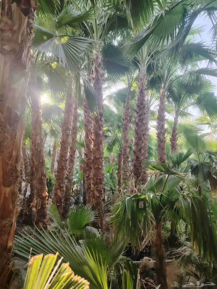 نخل واشنطني زينه 0