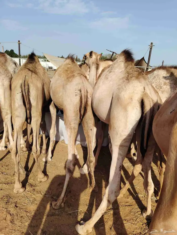 للتجار والملاحم متوفر لدينا حلال بأفضل الأسعار المناسبة 5